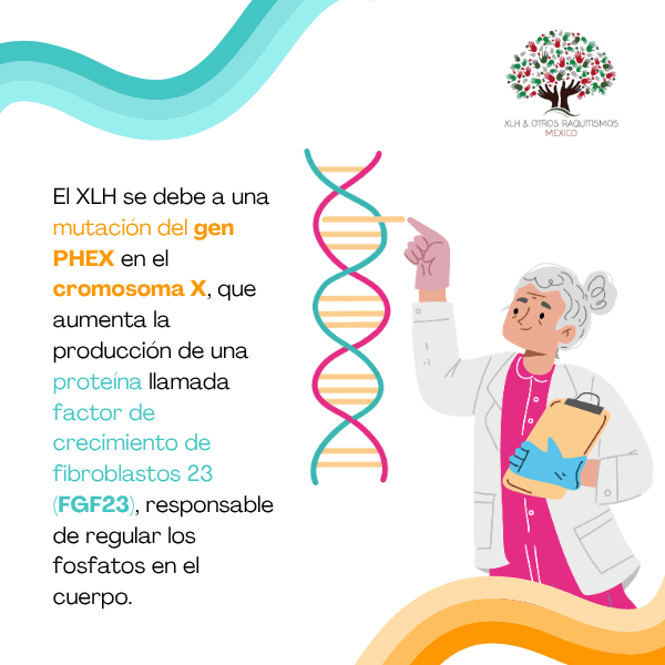 ¿Qué provoca el XLH?